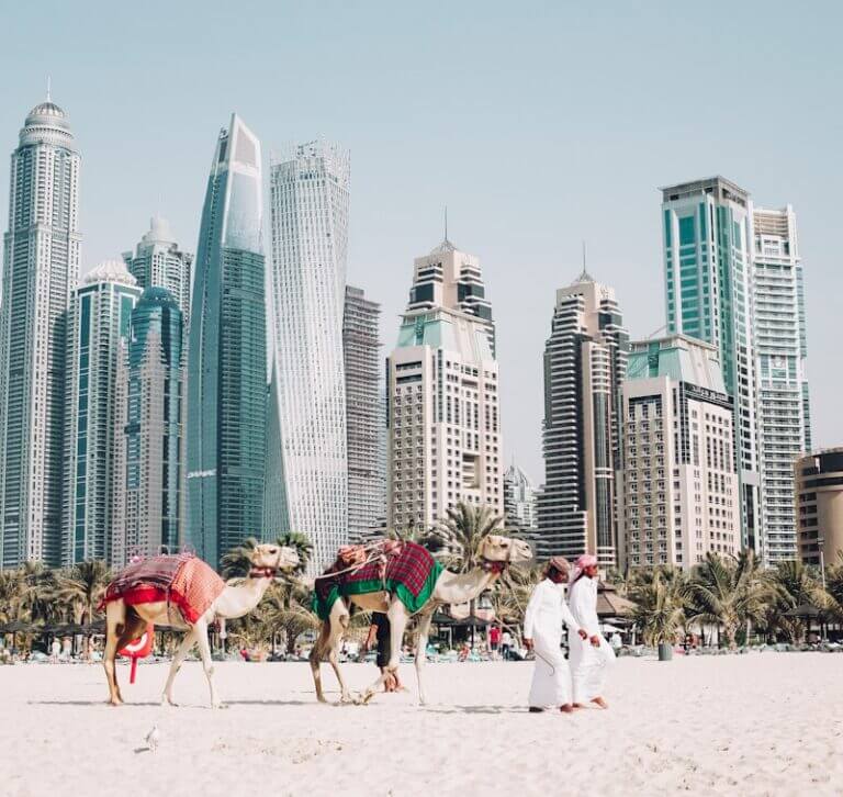 camels on beach sands